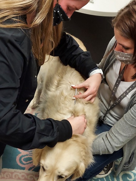 students give a shot to a dog